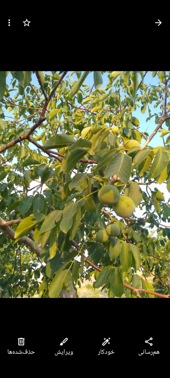 باغ گردو