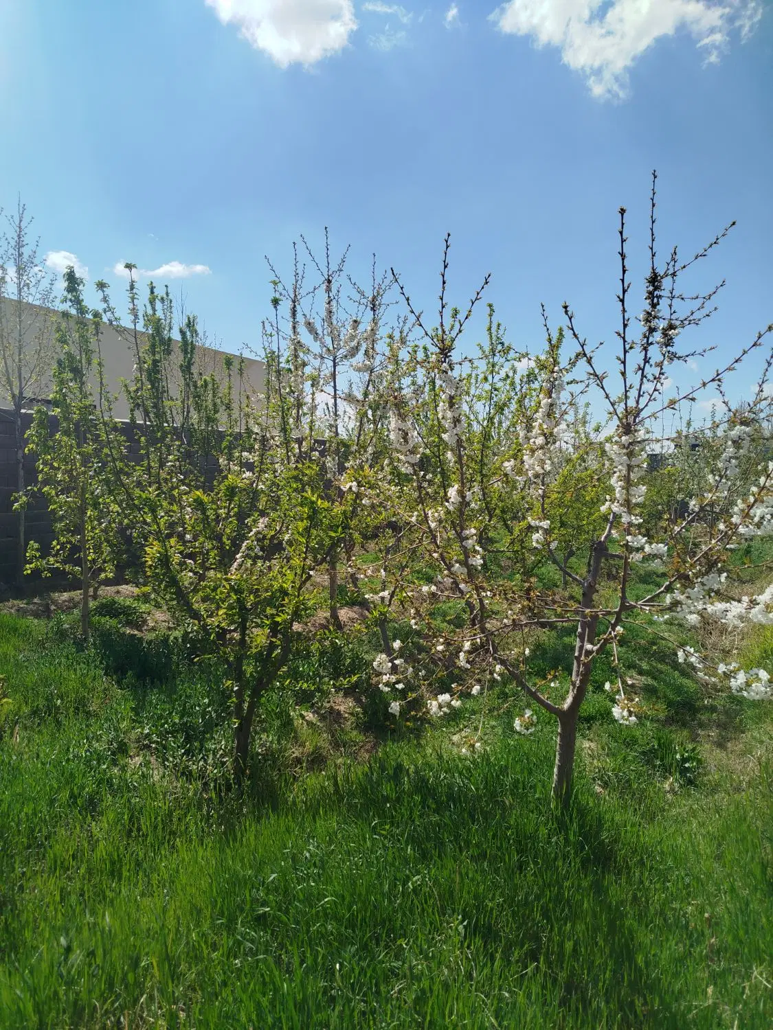 باغچه 614 متری رامجین