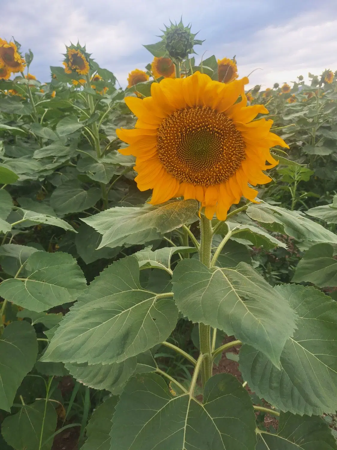 زمین کشاورزی