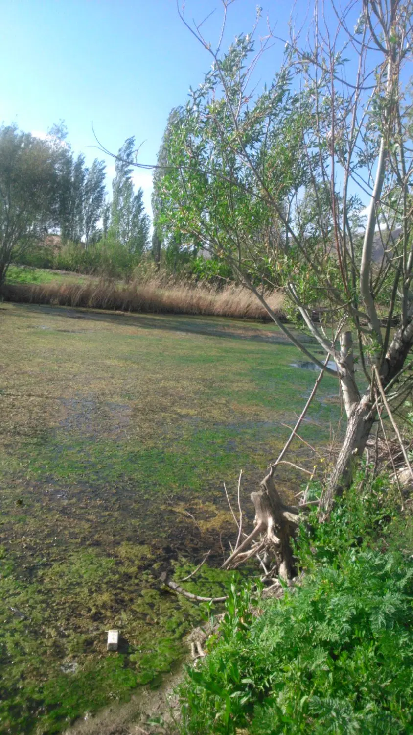 زمین مسکونی کرسف