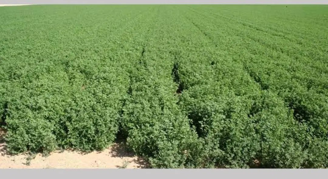 فروش زمین زراعی (یونجه زار)