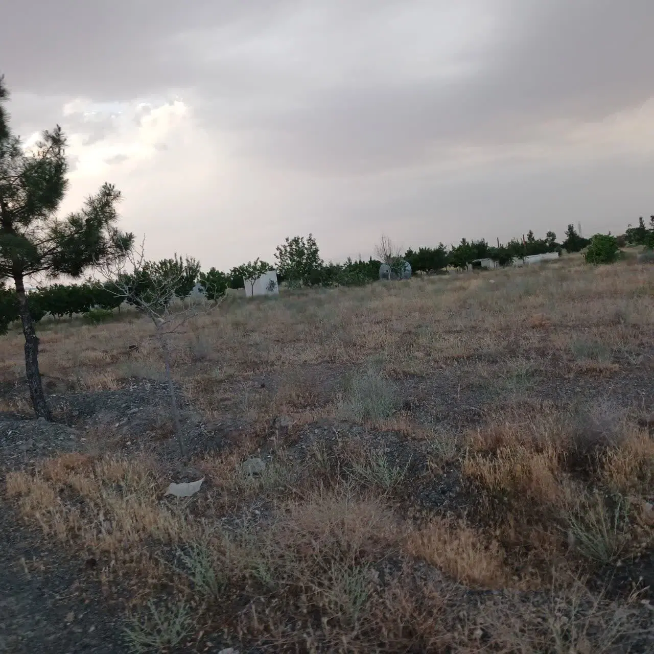 نیم قطعه در باغستان ثامن رضوی