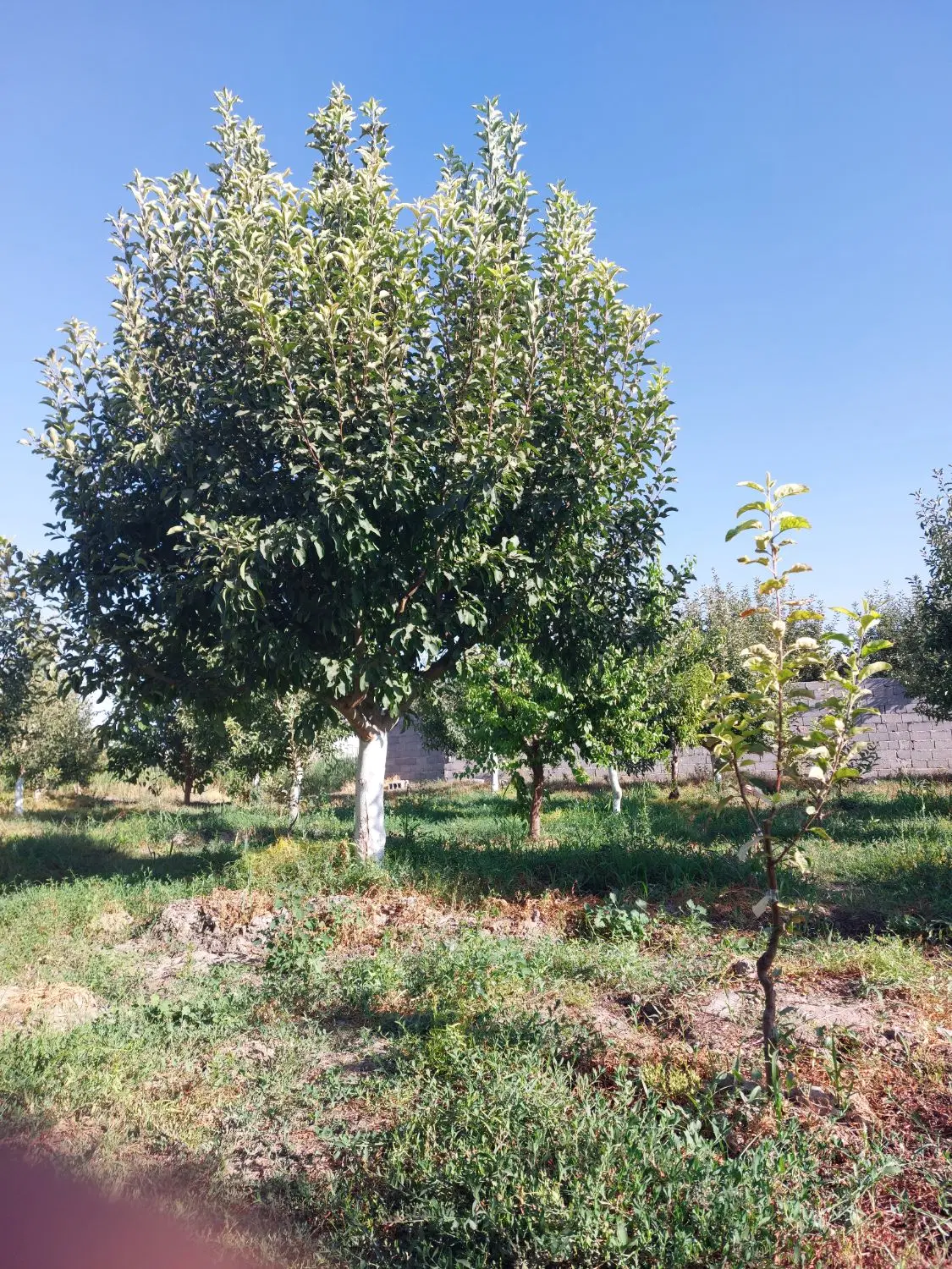 باغ سیب ویلایی