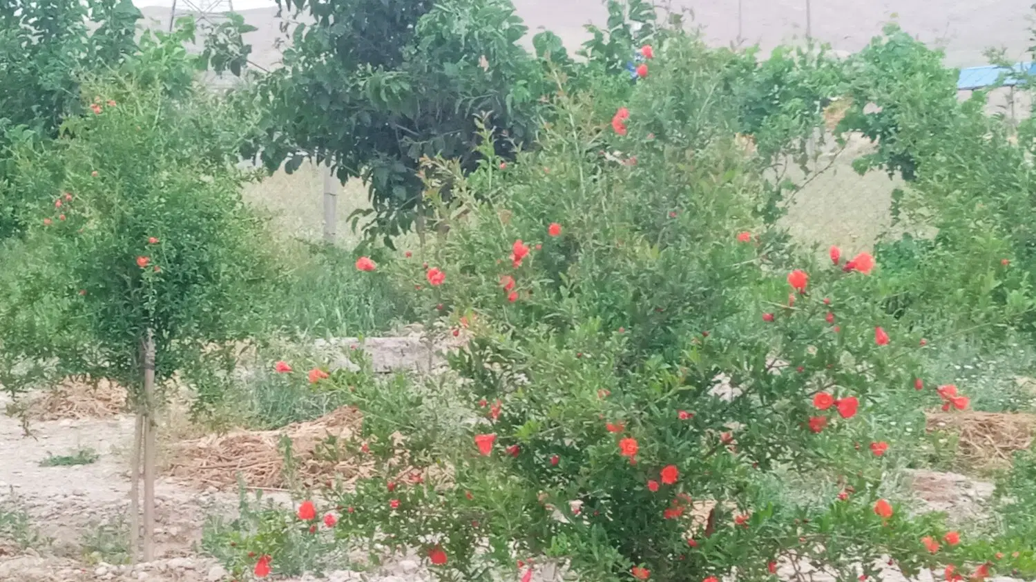 باغ میوه