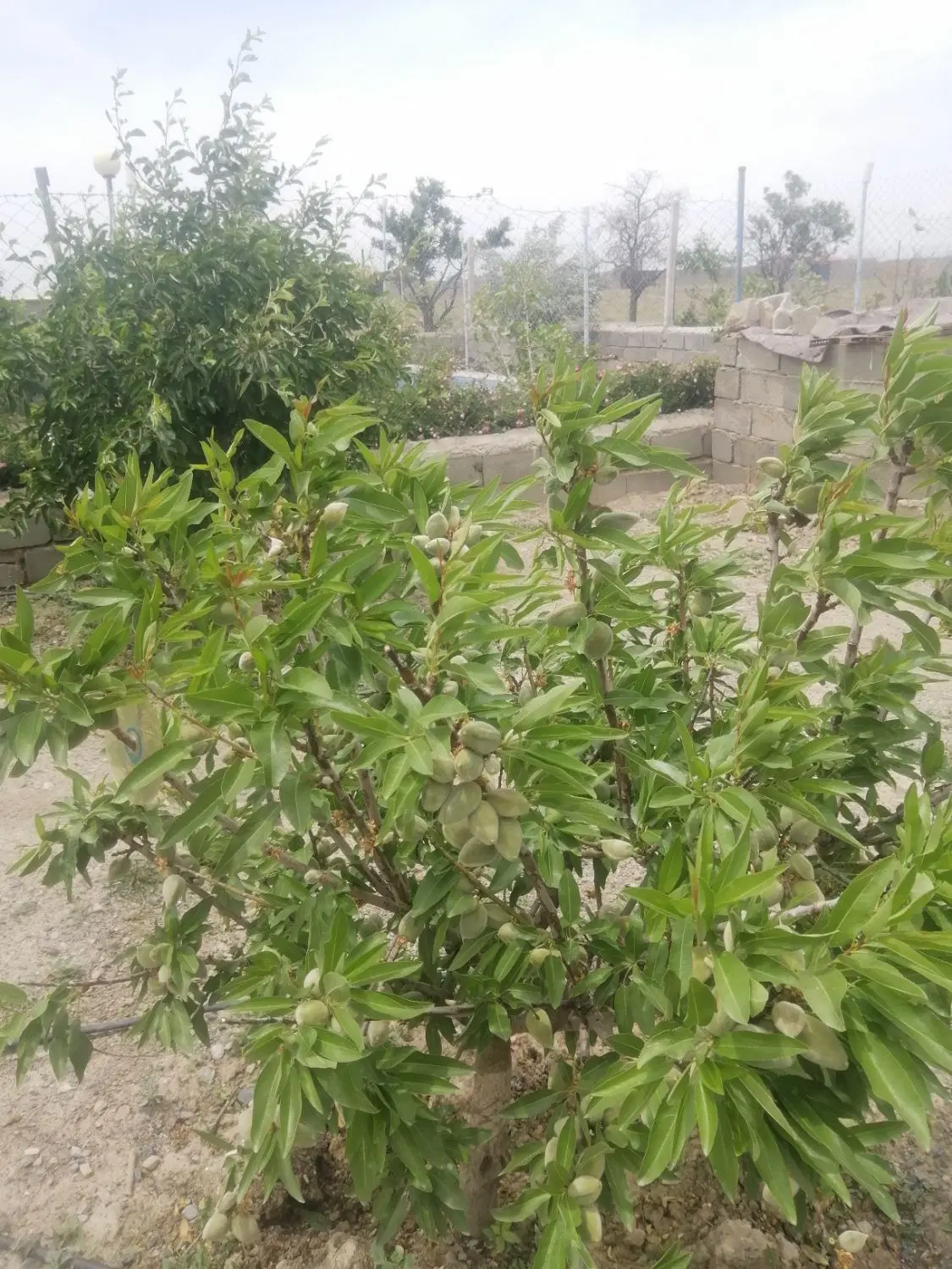 باغ ۶۵۰ متری با ویلا ۷۰ متری نرسیده به شبستر