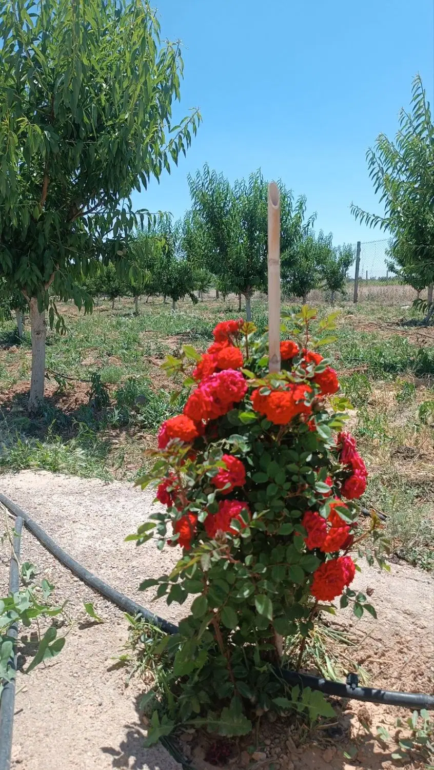 باغ میوه و انگور با سند تک برگ و فنس