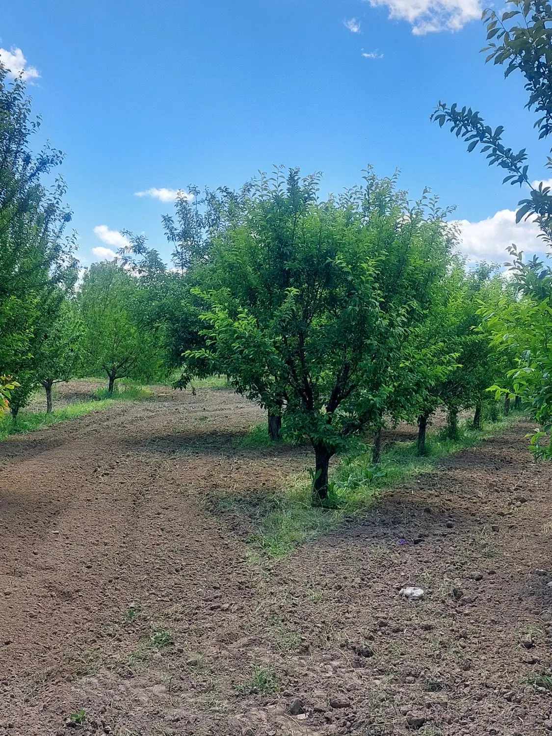 فروش باغچه در فق بگلو کوی گلستان