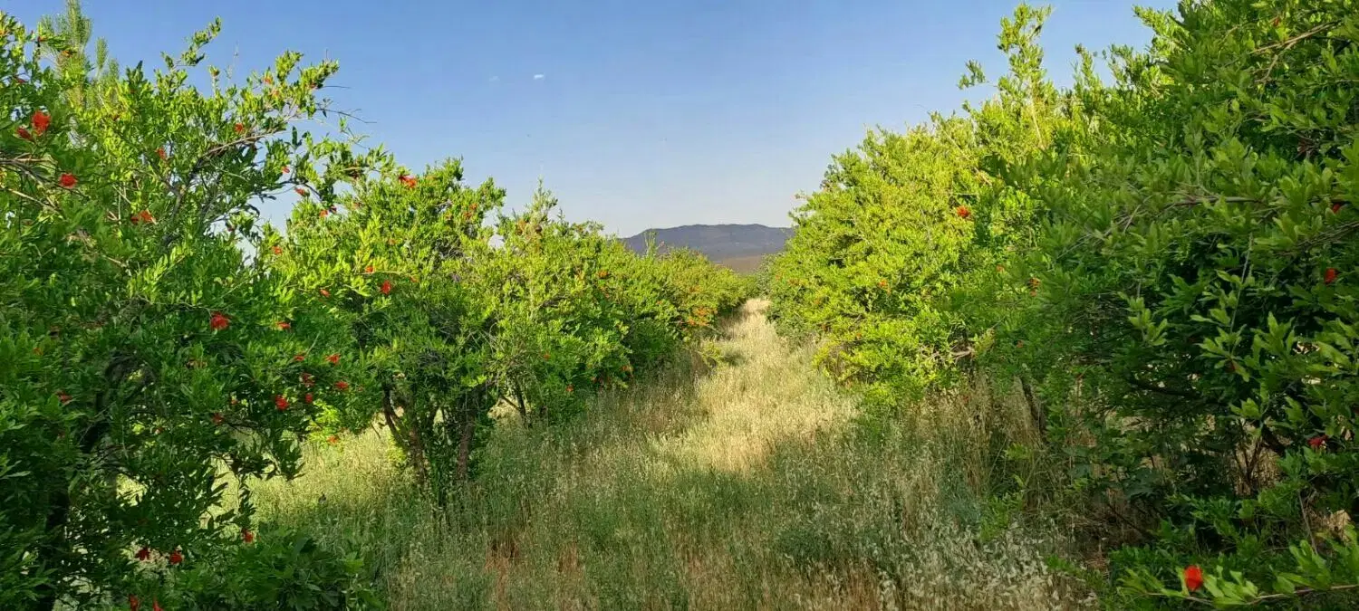 باغ کشاورزی