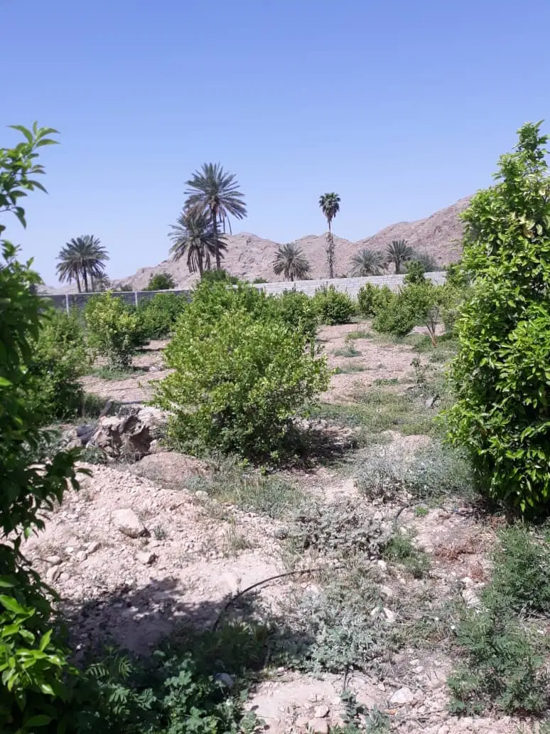 باغ شهری