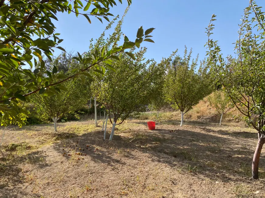 باغ میوه بسیار زیبا