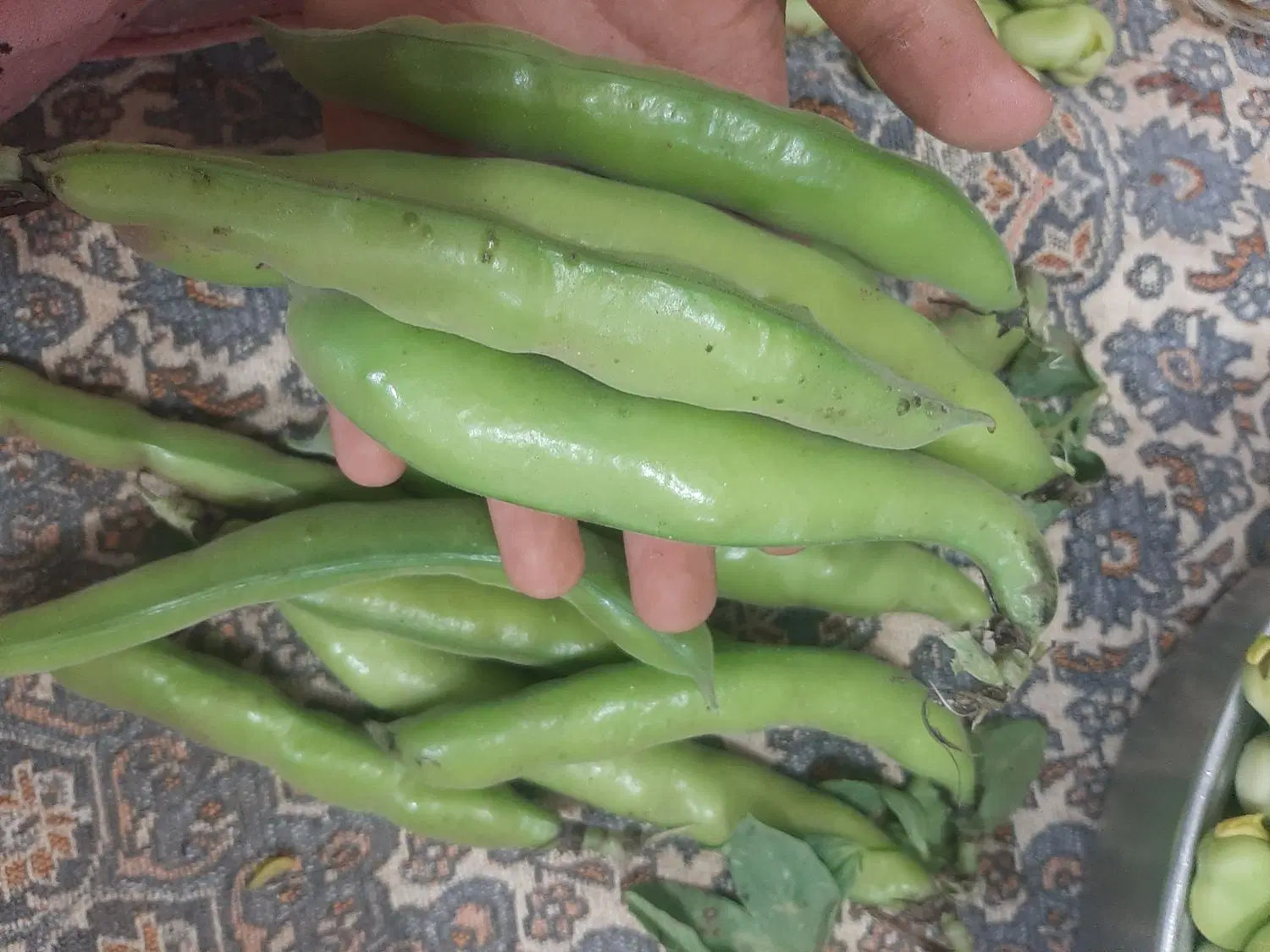 یک قطعه زمین باقالی شاخ بزی