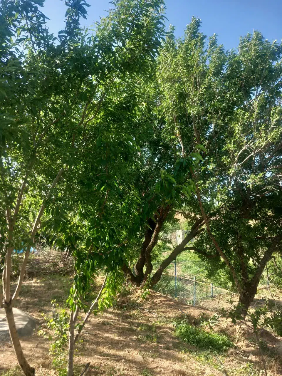 باغ تفریحی