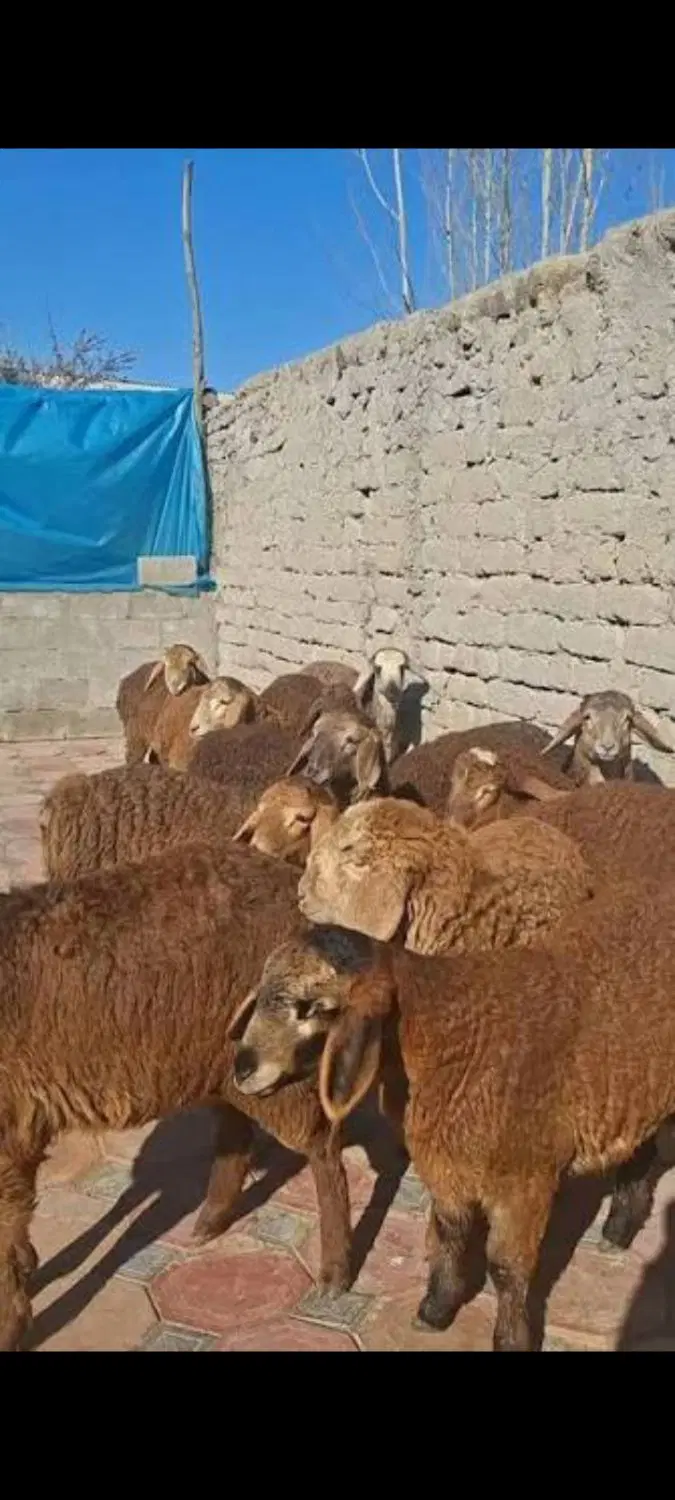 فروش ملک