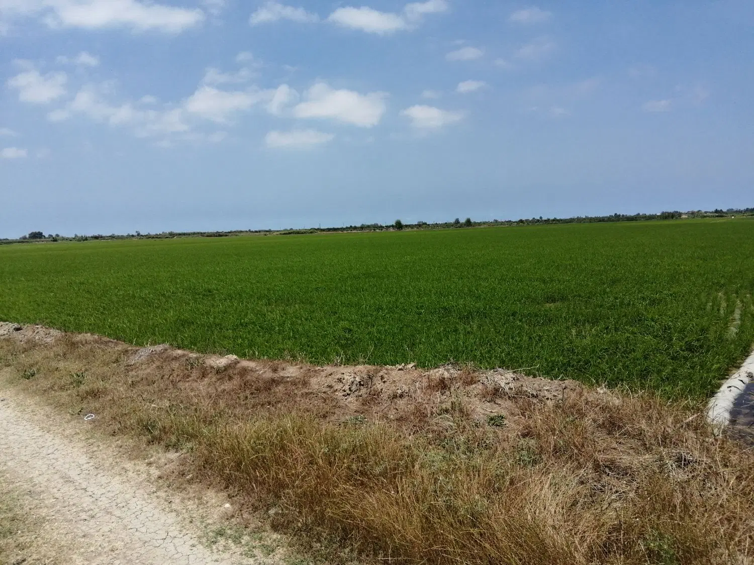 فروش زمین 1 هکتار شالیزاری دارای آب