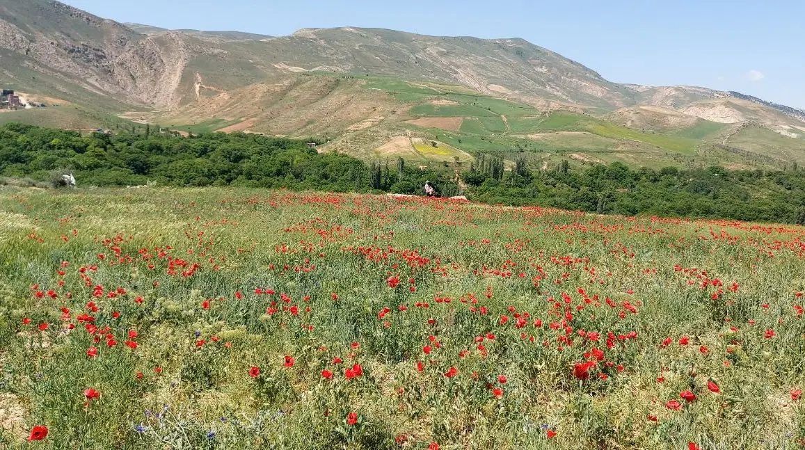 تجاری زیر زمین ارم