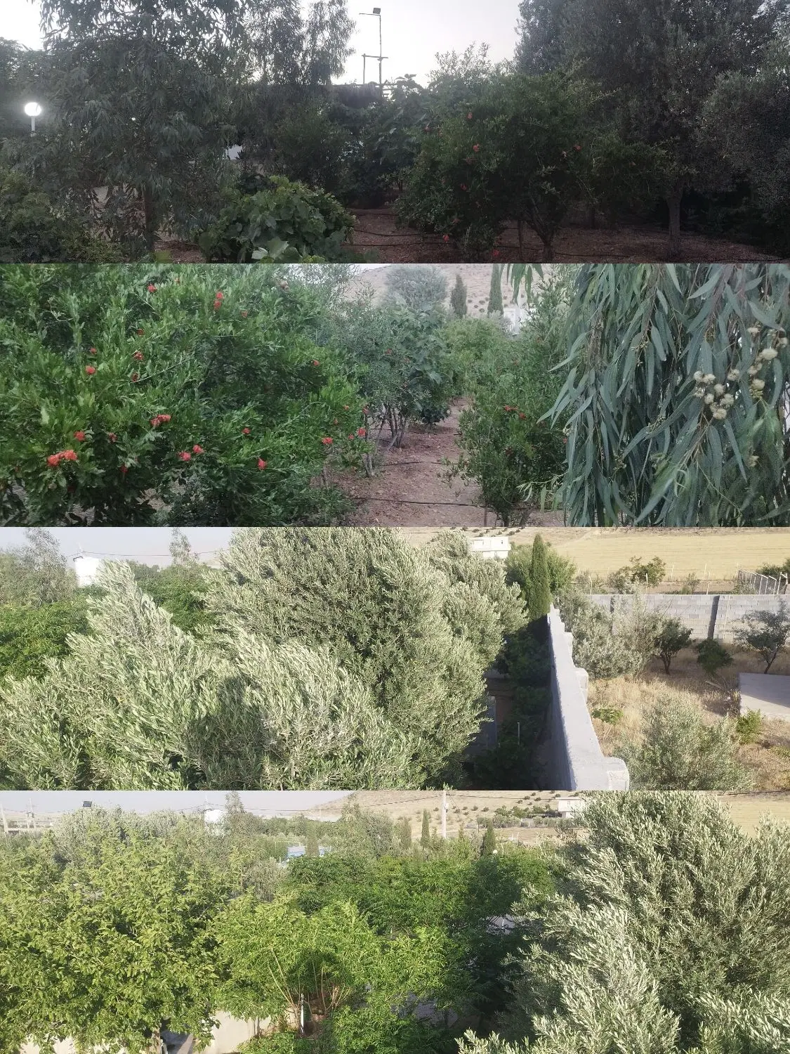 فروش یک قطعه باغ