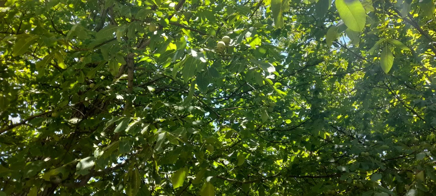اجاره باغ گردو