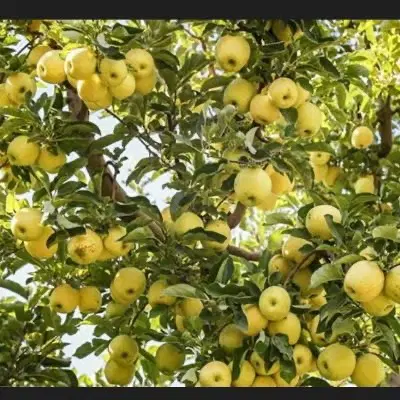 فروش یک قطعه باغ ثمری کاکان