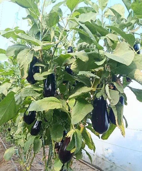 ۲۵۰۰ متر گلخونه اجاره