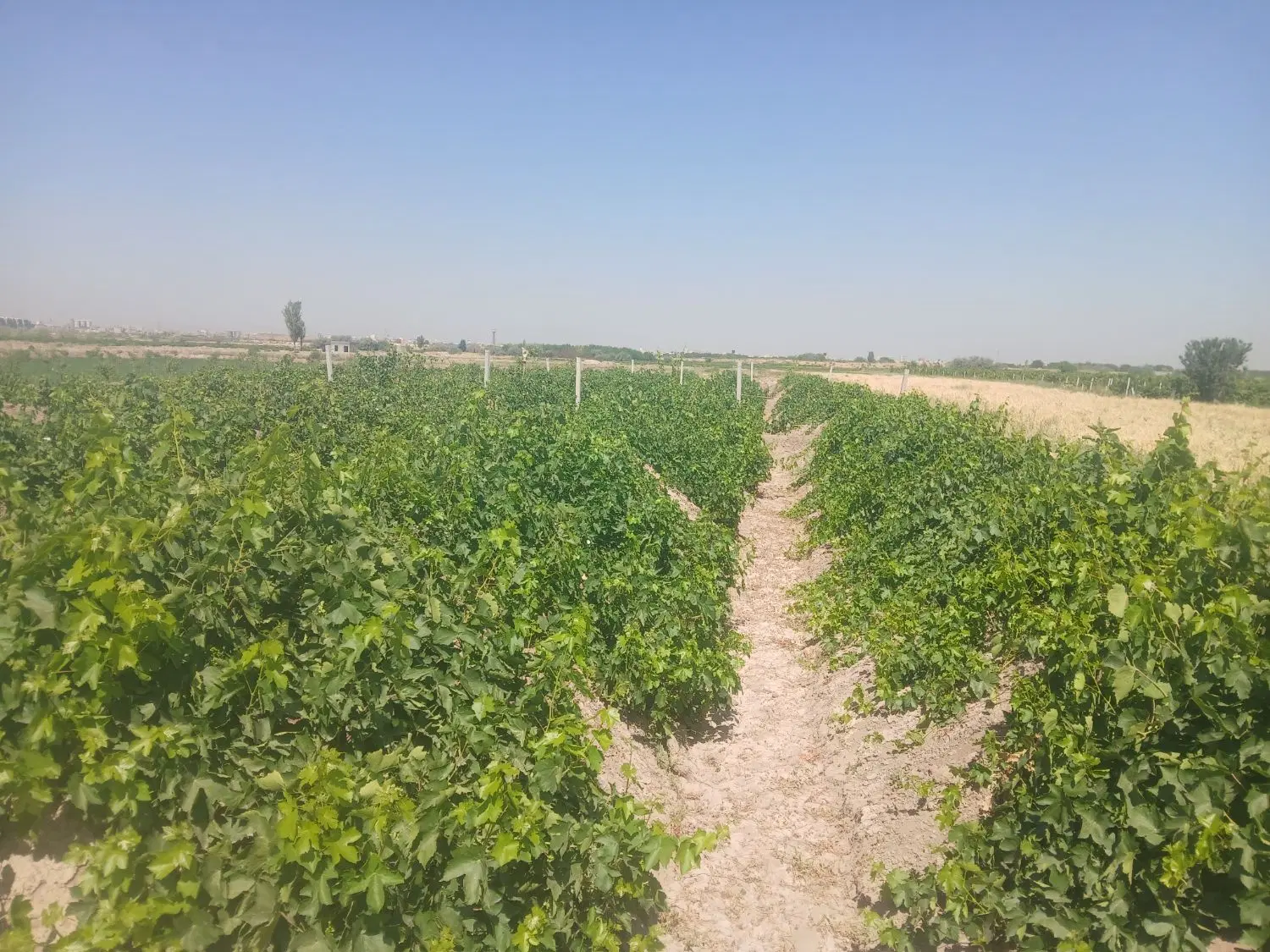 باغ انگور ۴ ساله