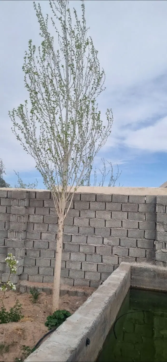 زمین وخانه باغ دهوئیه