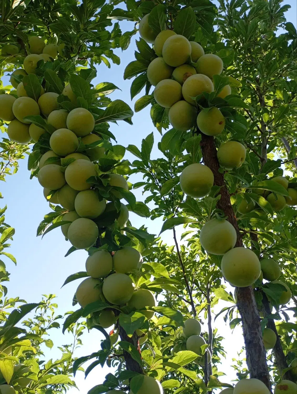 فروش نیم جریب باغ مثمر