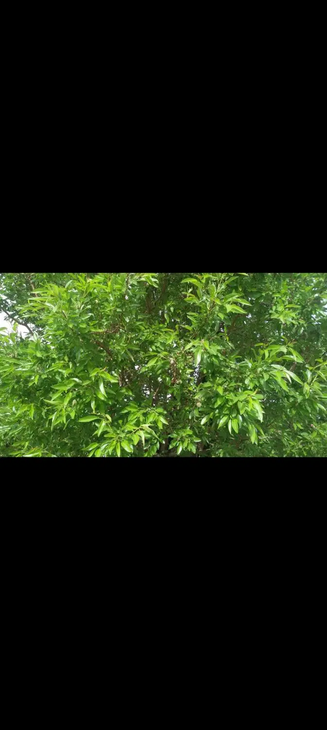 باغ ۷۵هزارمتری بادام و پسته ۳۰ ساله