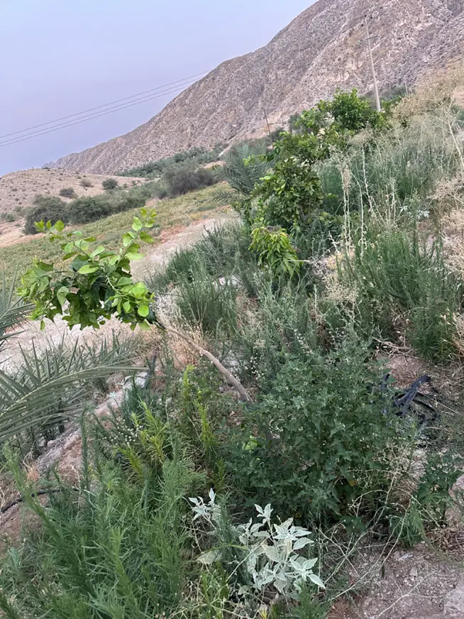 زمین خوش مکان(خشوو)