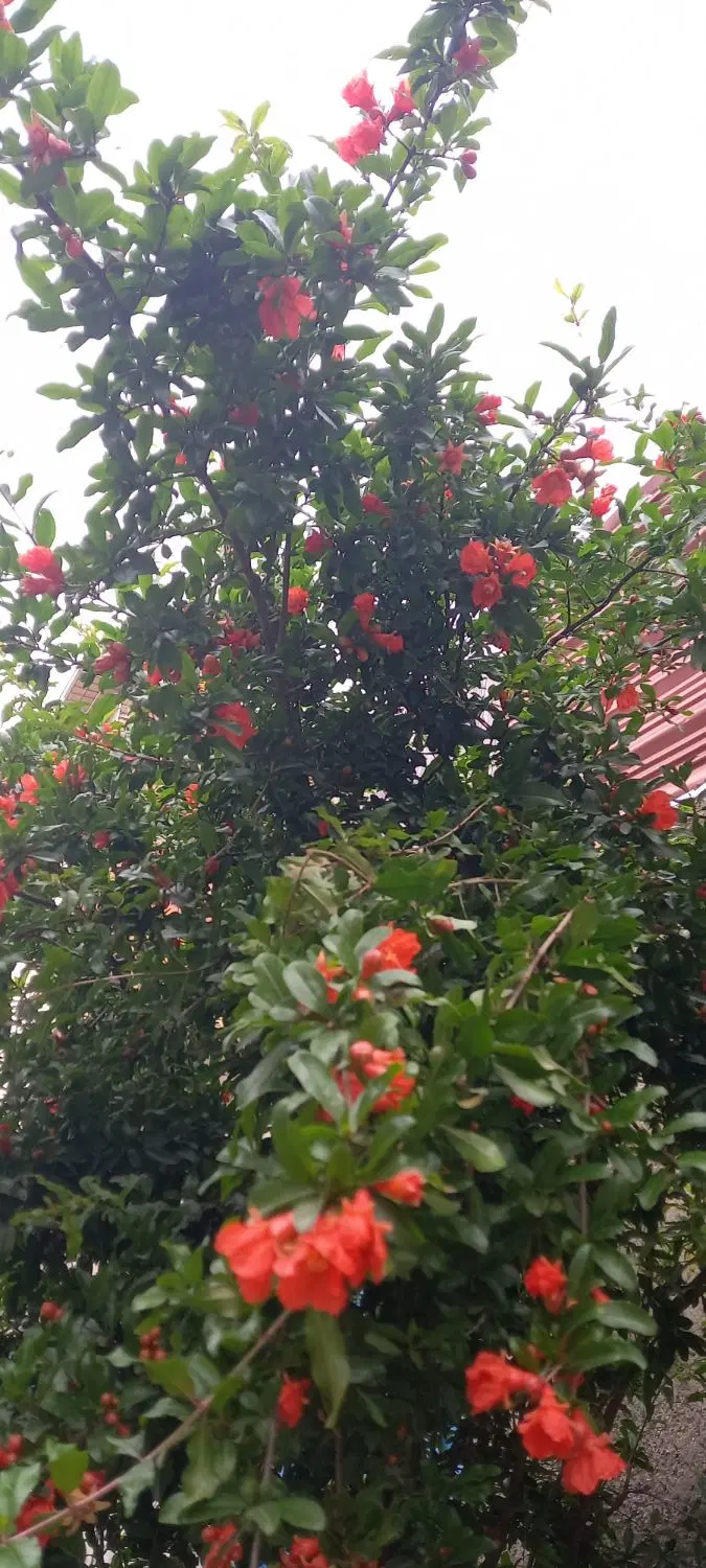 فروش ۱۴۰ متر زمین باغی