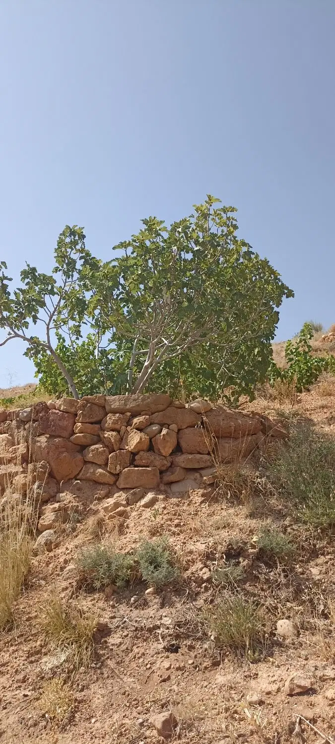 زمین باغی ۱۰۰۰متر مستثنیات تپه سبز دوکوهک کوچه ۱۲