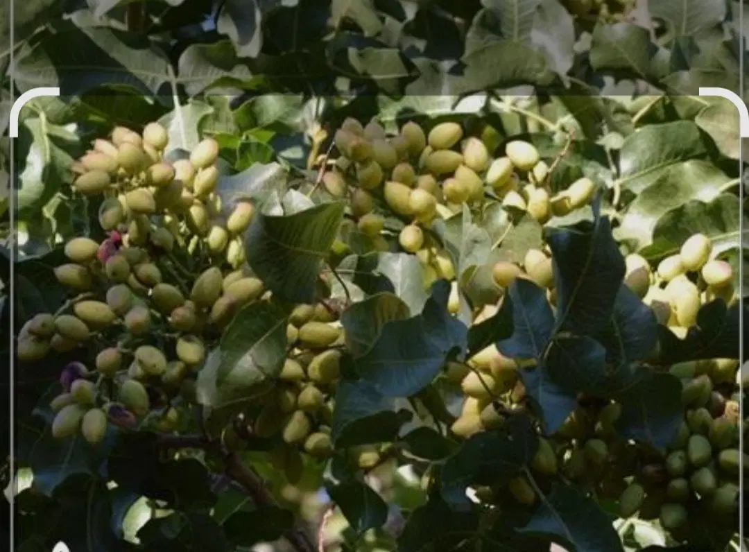 فروش باغ پسته درگرمسار