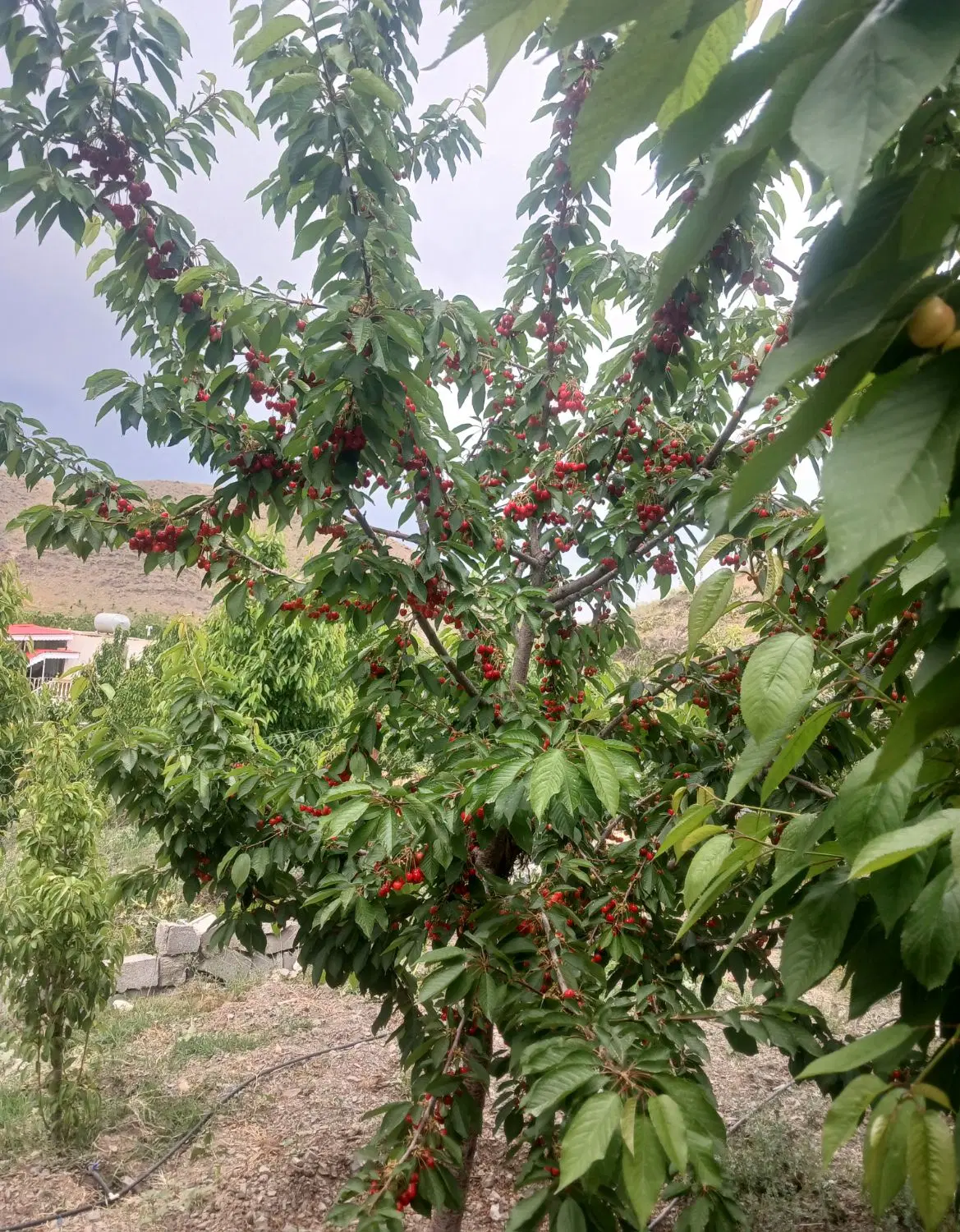 سلام باغ میوه فروشی در بالندر  فوری چون چک دارم