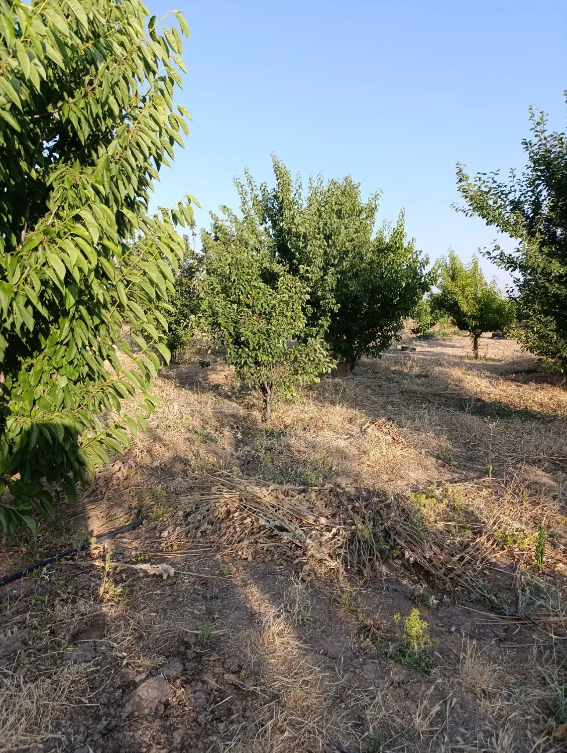 باغ الهیه