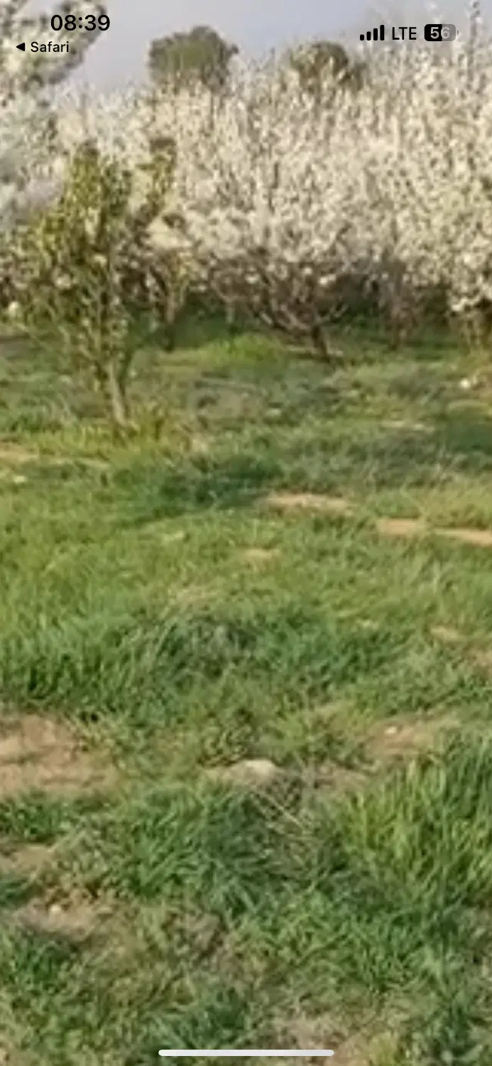 ۱۲۵۰ متر زمین در دهکده ارامیس