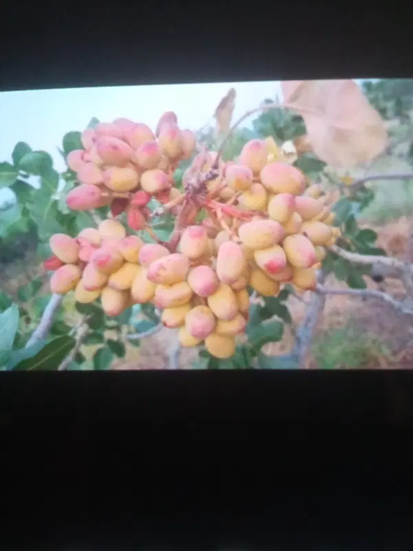 باغ پسته فروشی جاده تهران سند ششدانگ