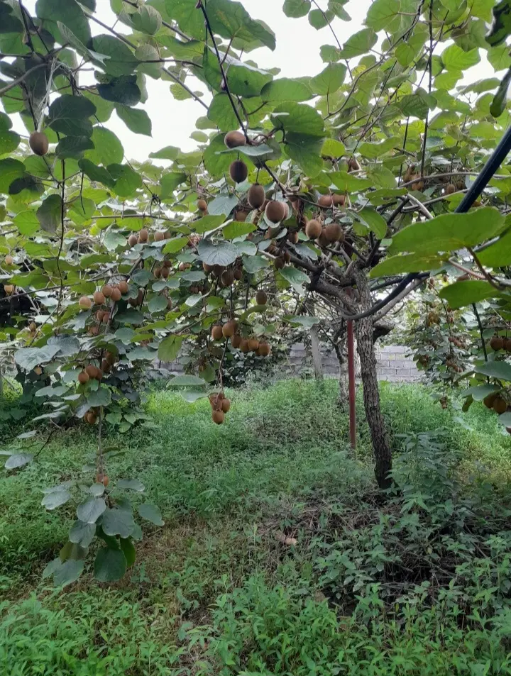 باغ کیوی 950 متری در نشتارود
