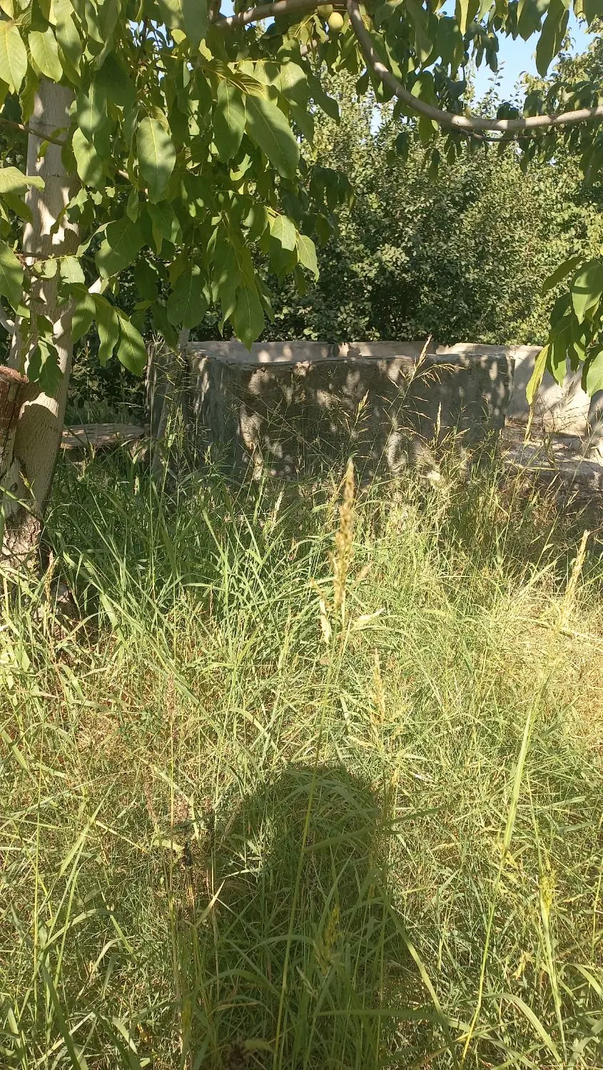 فروش باغ مثمر