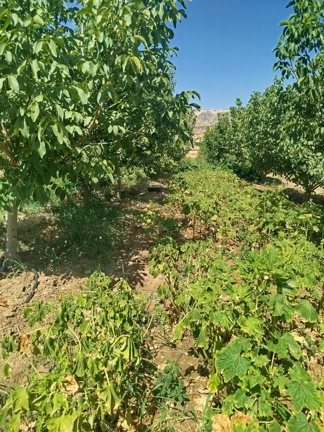 باغ و‌خانه باغ بزرگ با تمام امکانات