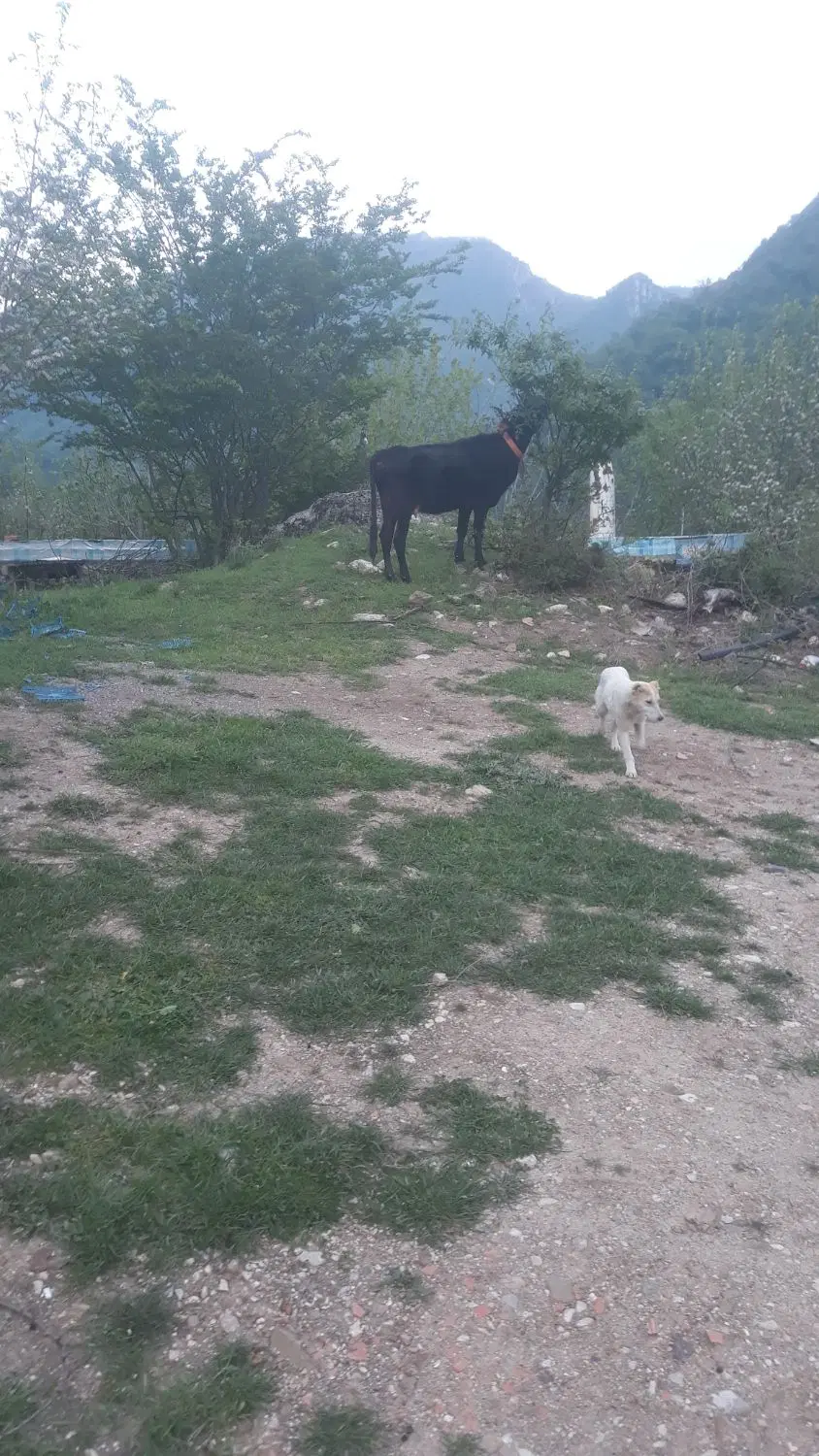 زمین مسکونی