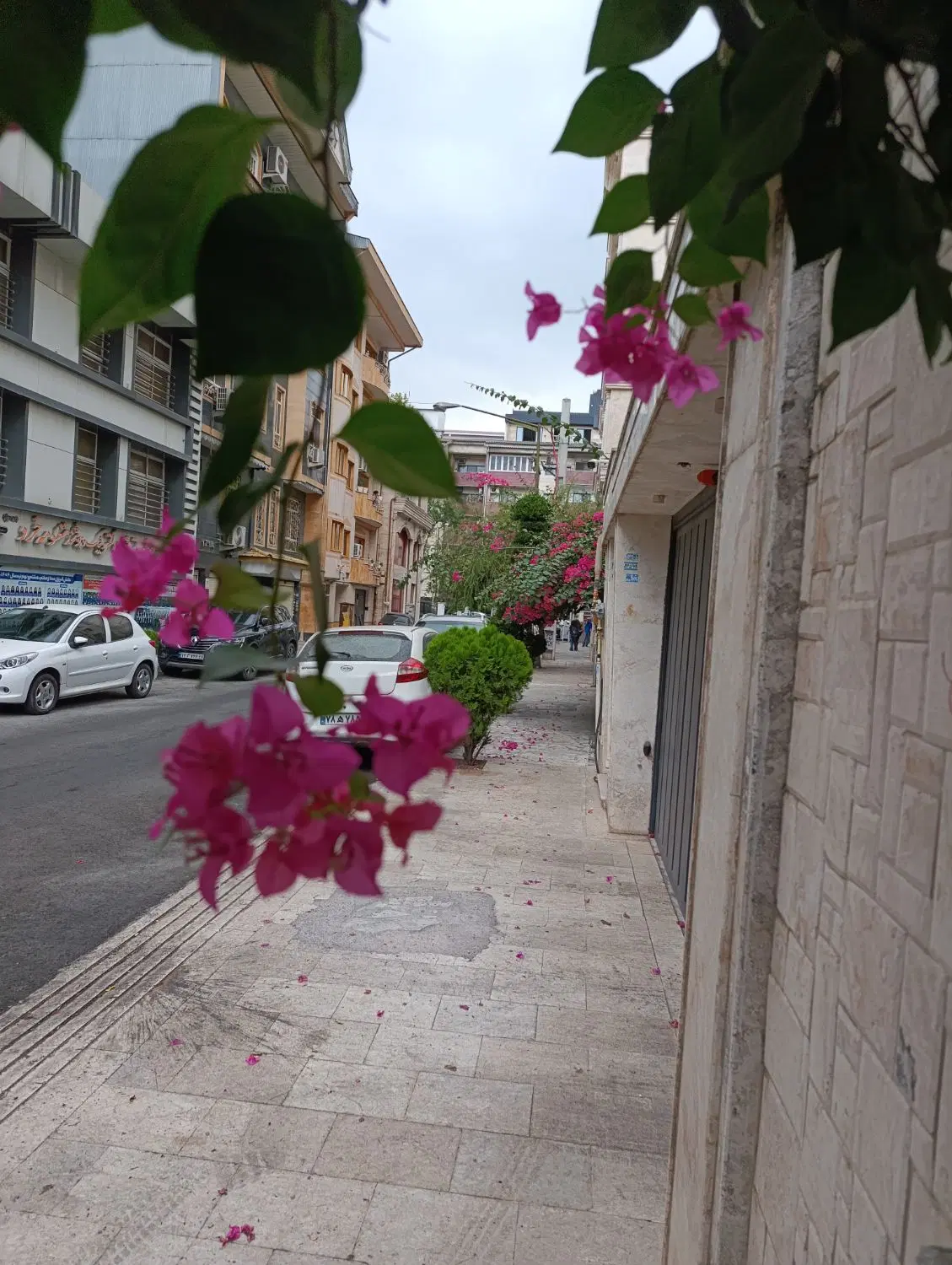 نیاز به همخونه دارم