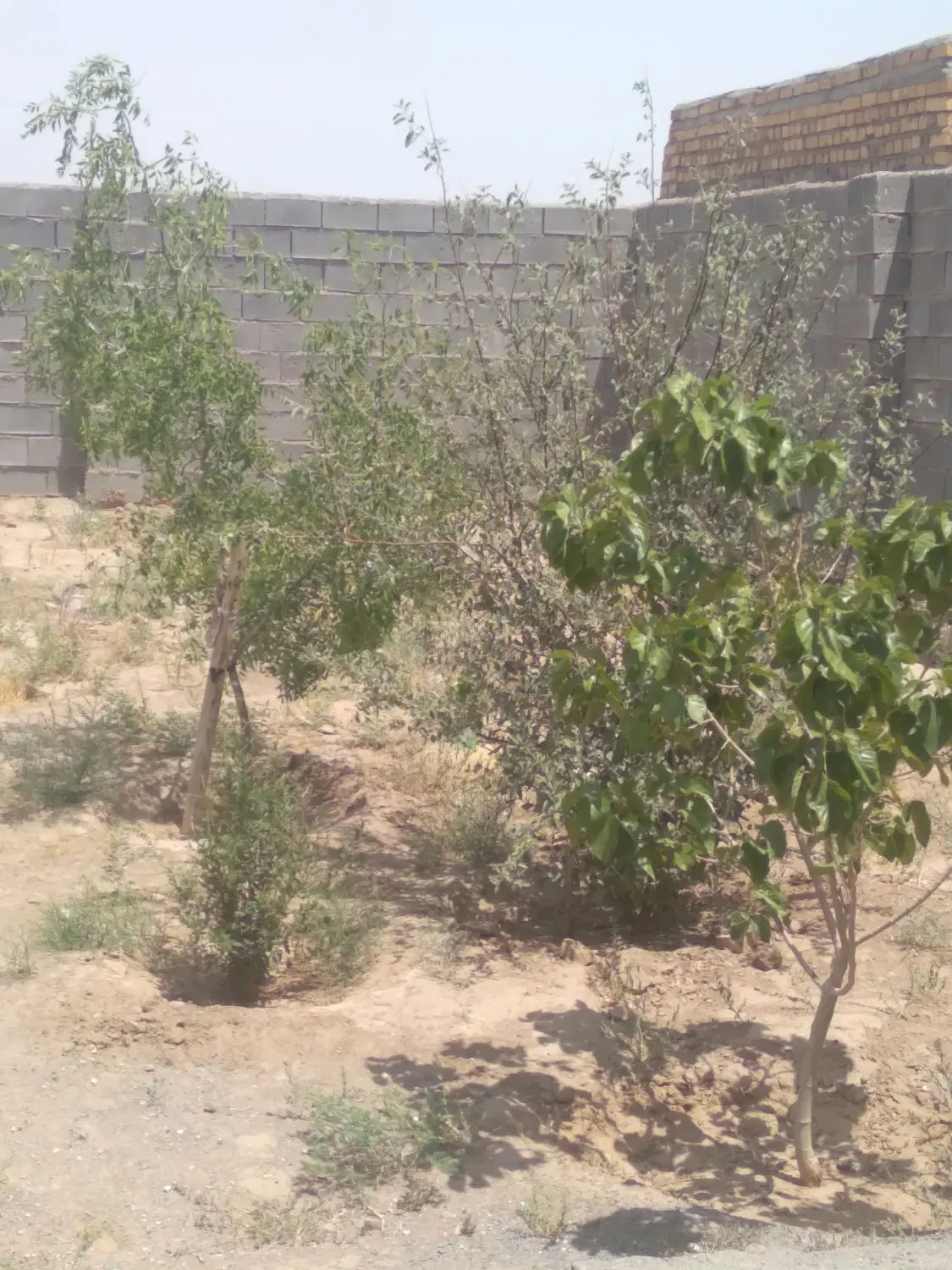 زمین باغ چهاردیواری