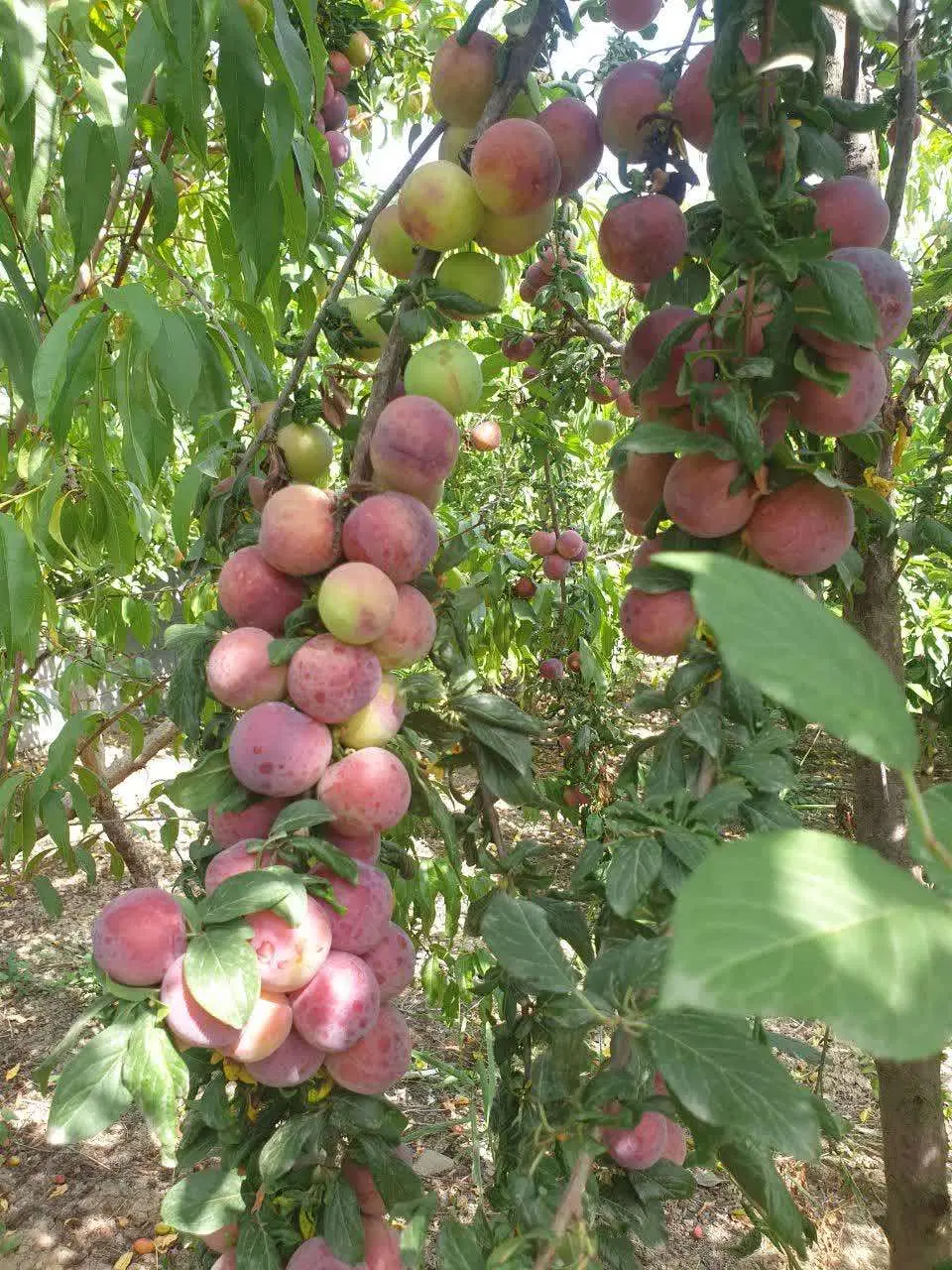 فروش باغ