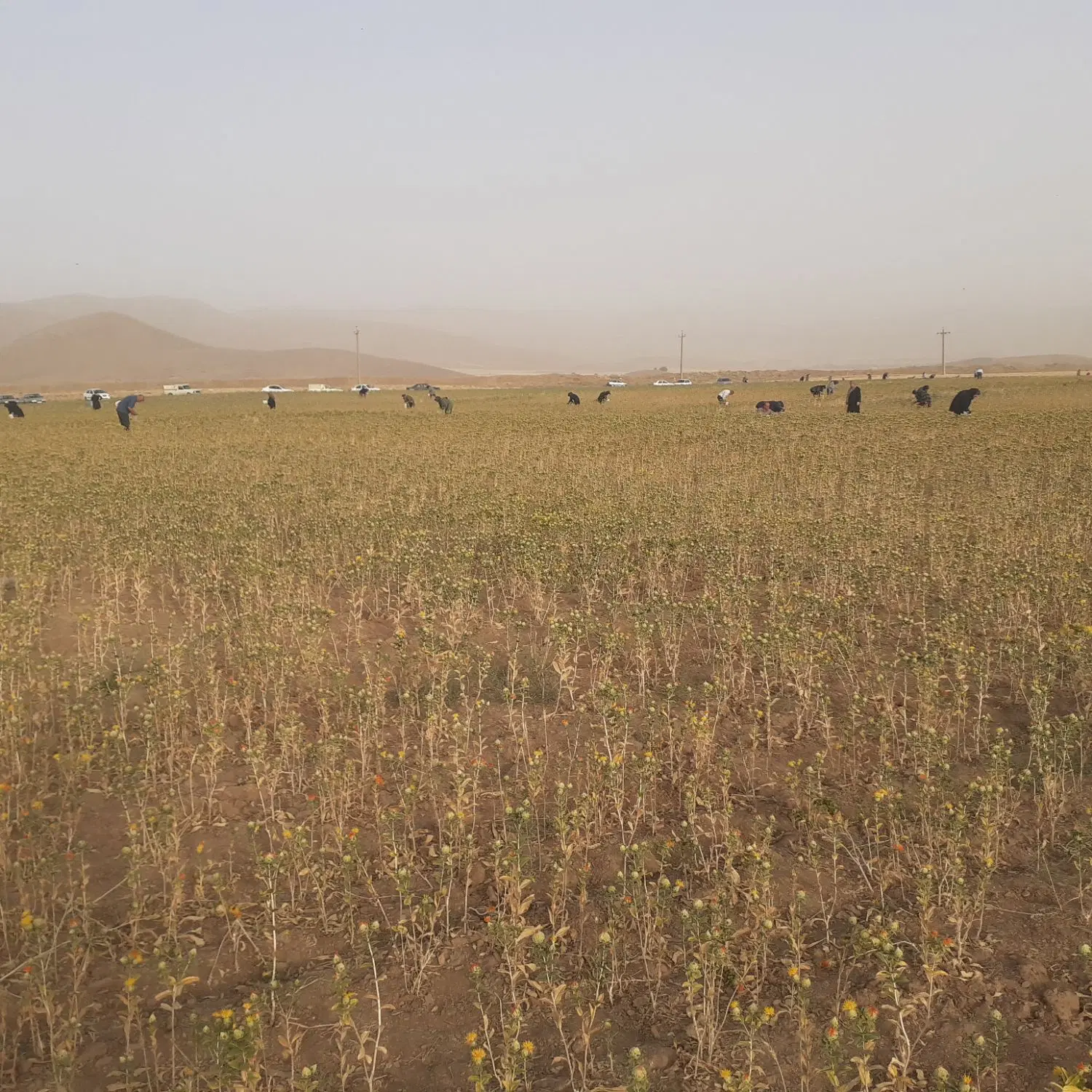 اجاره مغازه رودکی