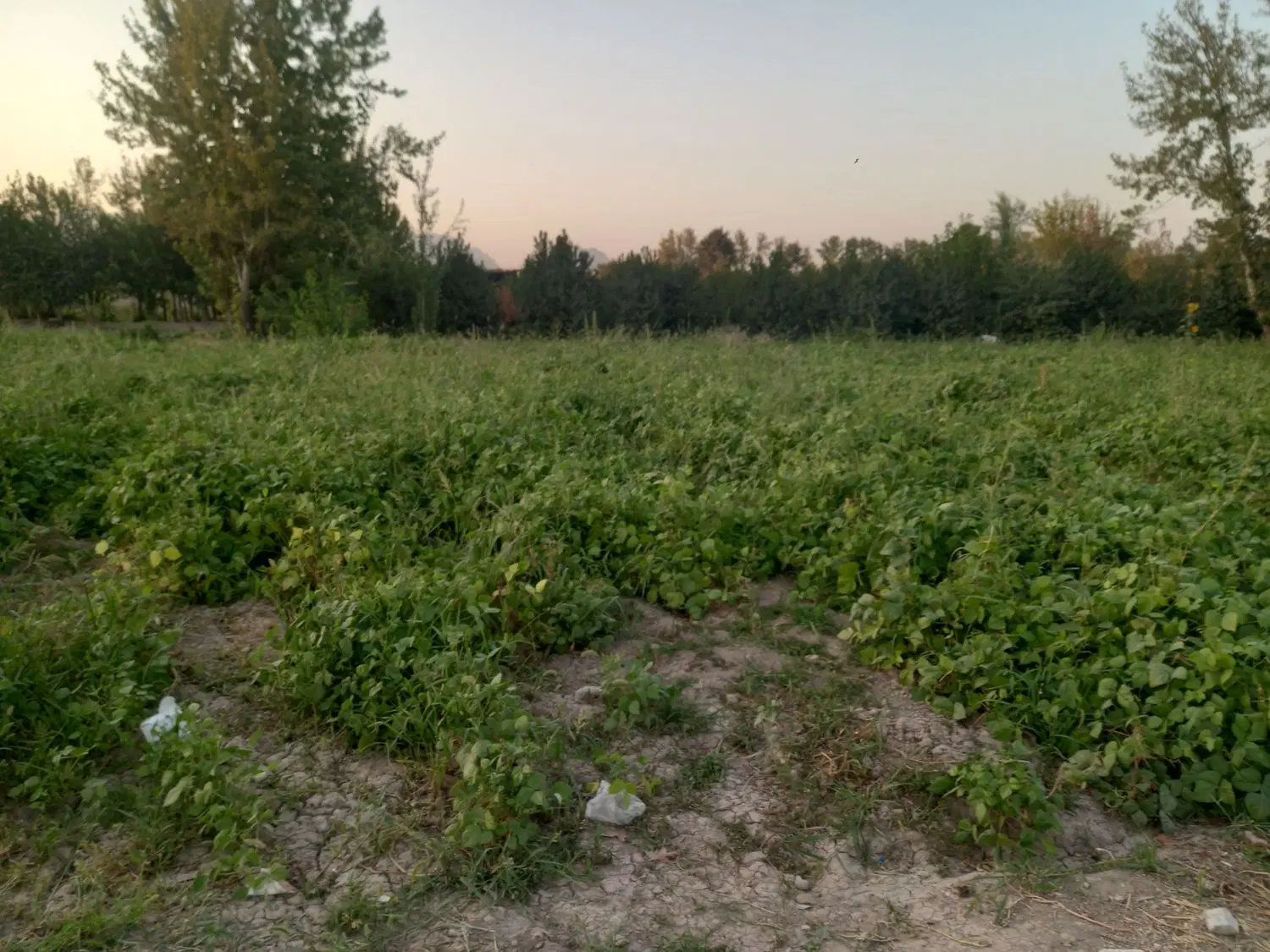 ۲۰۰ متراین زمین فروشی است نبش جاده اصلی