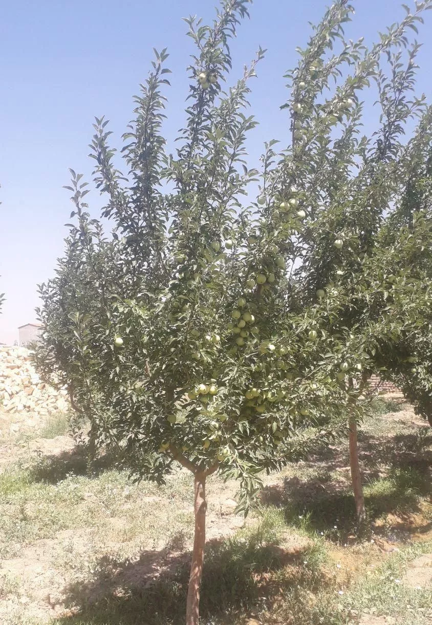 زمین درمتراژ مختلف سوسن آباد