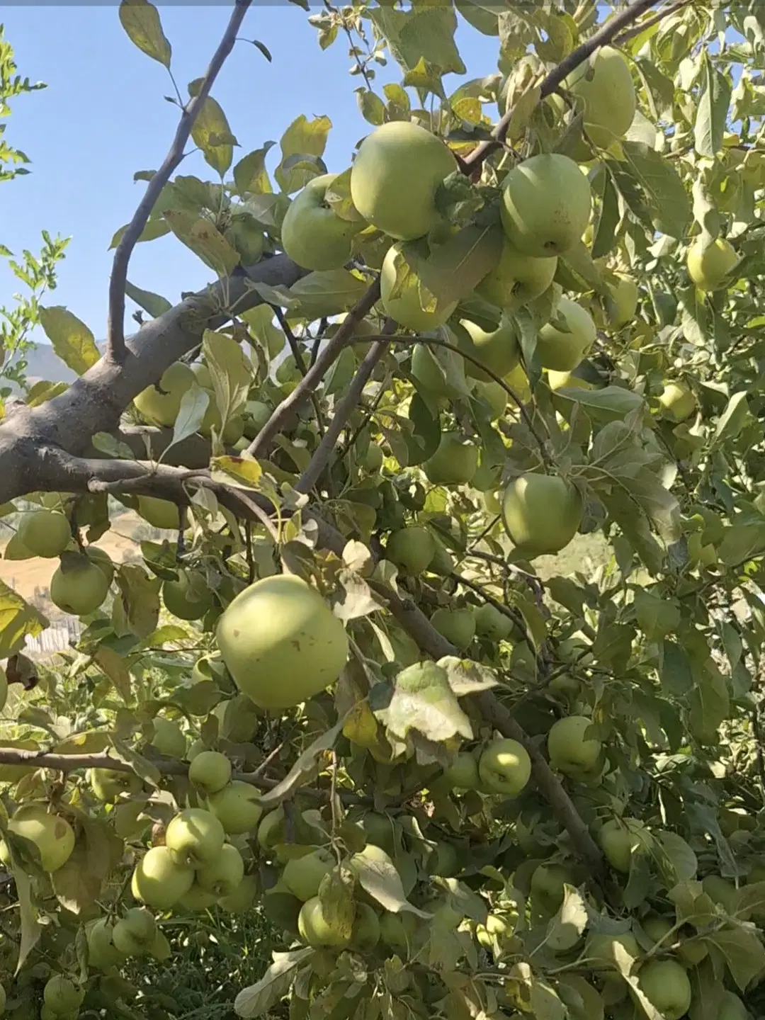 فروش یا اجاره سیب درختی