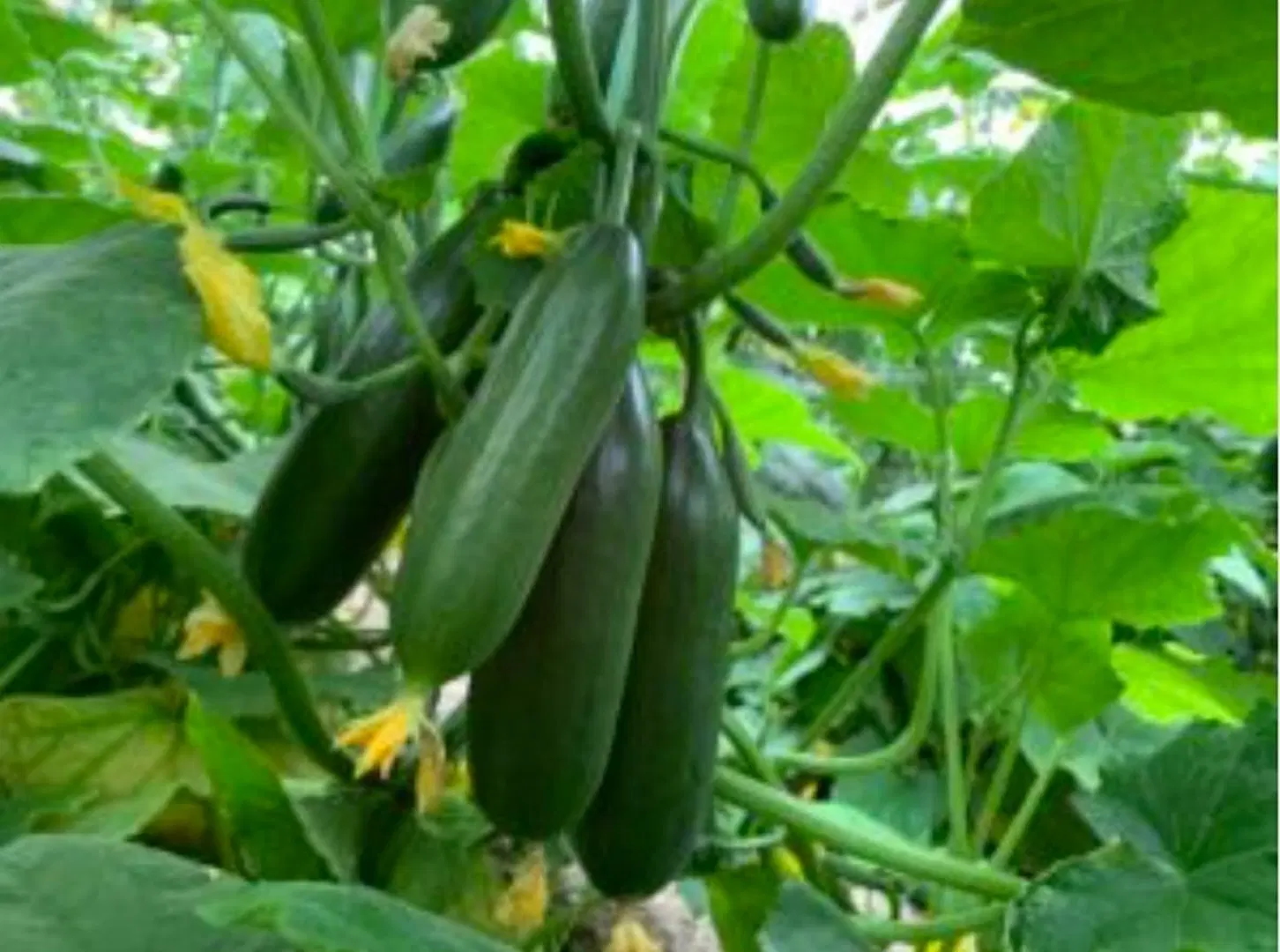 فروش گلخانه