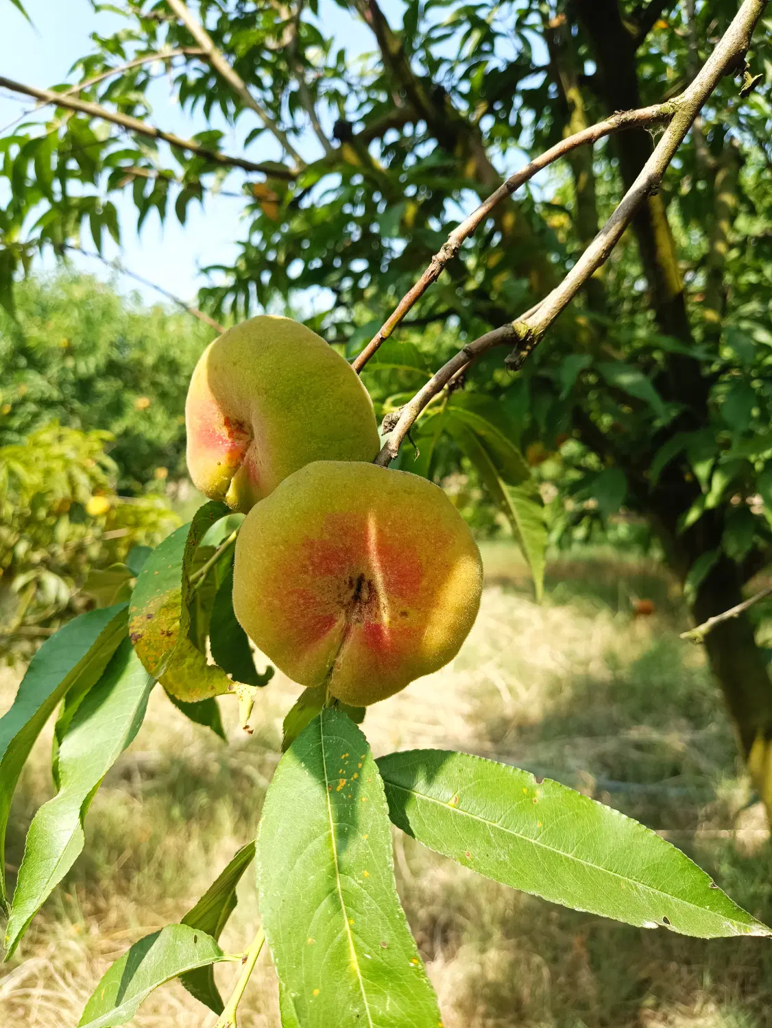 باغ هلو و آلو بر جاده بین المللی گرگان  کردکوی