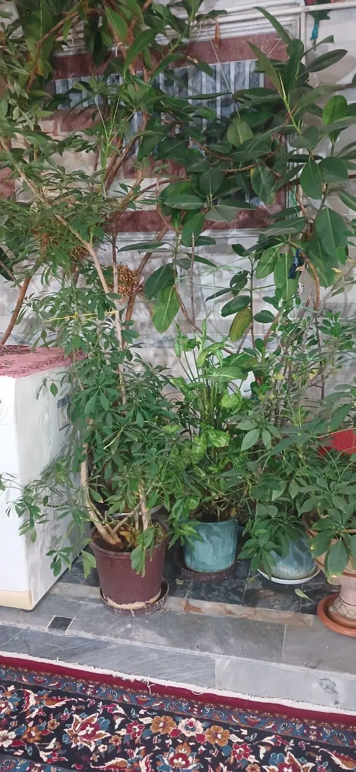 اجاره طبقه مستقل درازای مراقبت ازخانم سالمند