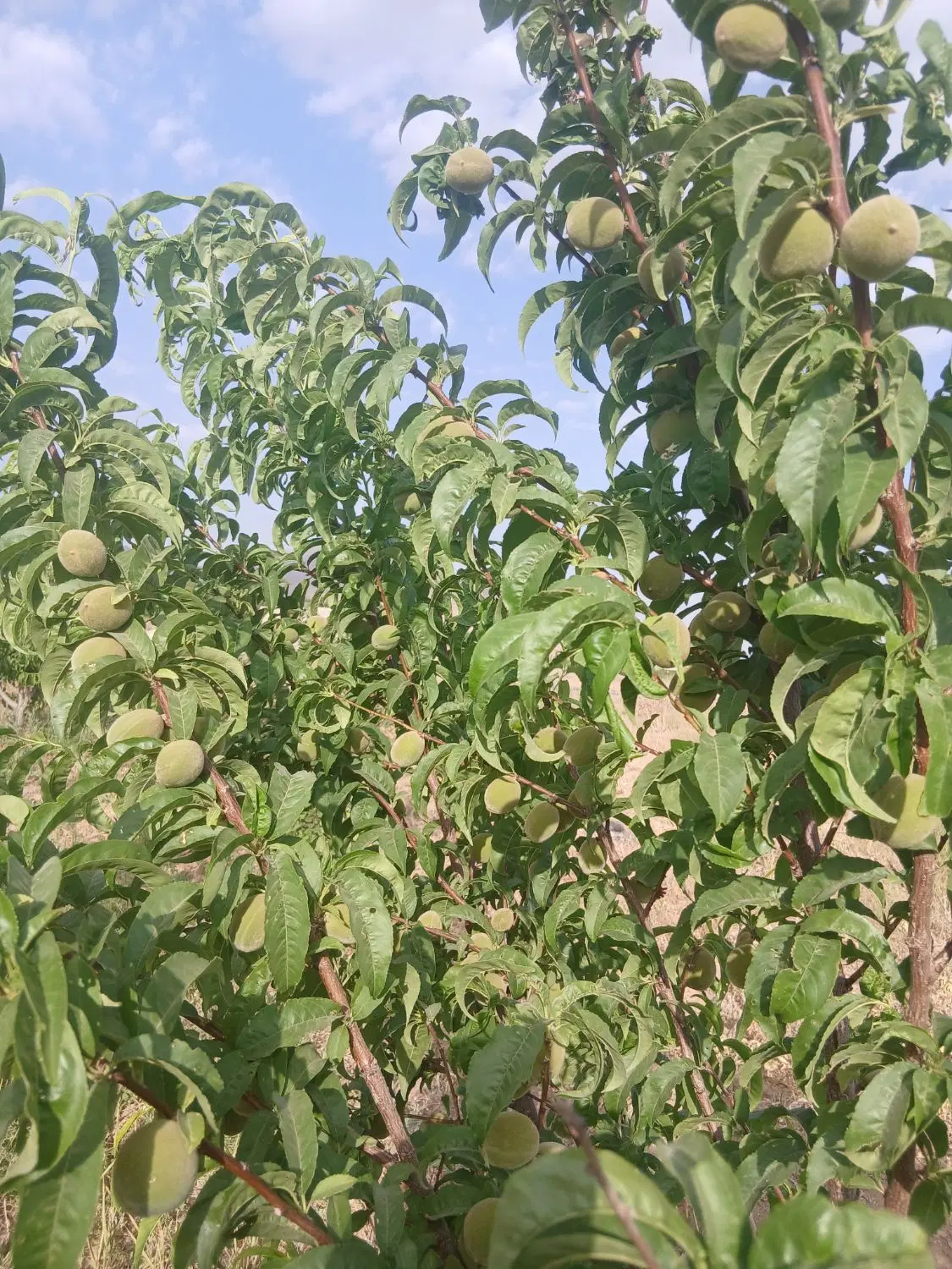 آگهی فروش